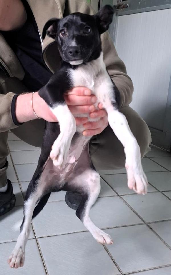 CHICO CUCCIOLO STREPITOSO Foto 5